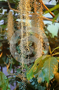 Beautiful Tillandsia Usneoides or Spanish Moss
