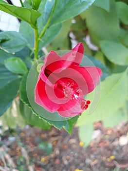 Beautiful tilted red flower