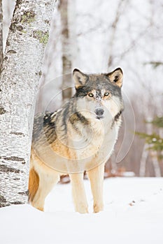 Beautiful timber wolf in snow