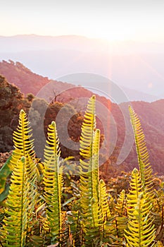 Beautiful time. Bright and colorful scenic landscape. Golden sunrise shines around the mountains and tropical forest, fresh fern