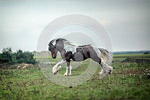 Beautiful tinker horse with long mane walking free in the meadow