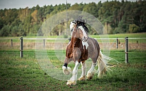 Beautiful tinker horse with long mane walking free in the meadow