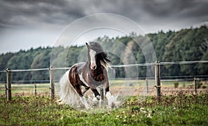 Beautiful tinker horse with long mane walking free in the meadow