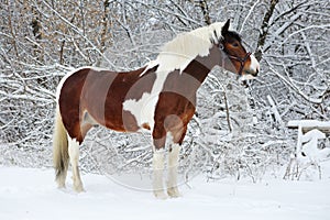 Beautiful tinker horse in winter snow park