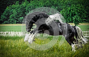 Beautiful tinker stallion ,  Gypsy Cob,