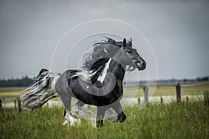 Beautiful tinker stallion ,  Gypsy Cob,
