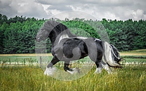 Beautiful tinker stallion ,  Gypsy Cob,