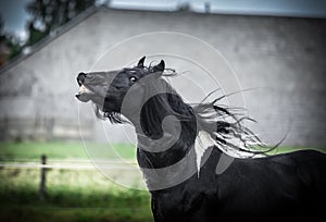 Beautiful tinker stallion ,  Gypsy Cob,