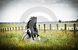 Beautiful tinker stallion ,  Gypsy Cob,
