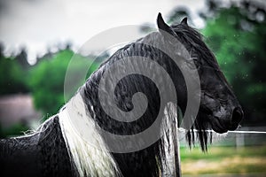 Beautiful tinker stallion ,  Gypsy Cob,