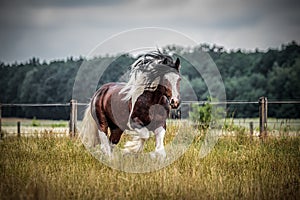 Beautiful tinker stallion ,  Gypsy Cob,