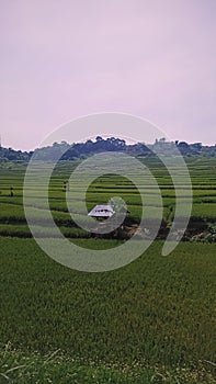 Beautiful tinny hut in the middle of rice field near Bandung, Indonesia