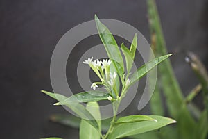 Beautiful tinny white flowers with green leaves in the garden