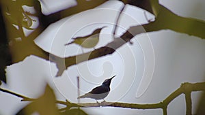 A beautiful tiny bird is dancing on the branch of a mango tree in winter