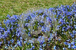 Tiny blue Early Snow Glories blooming in the early Spring