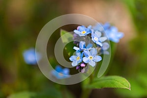 Beautiful tiny blue forget-me-not flowers in the forest