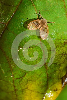 A beautiful and tiny butterfly is sitting on a beautiful leaf