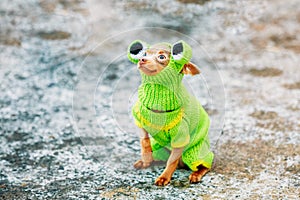 Beautiful Tiny Chihuahua Dog Dressed Up In Frog