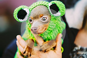 Beautiful Tiny Chihuahua Dog Dressed Up In Frog