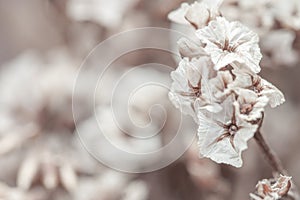 Beautiful tiny dried romantic flowers and buds with blur background macro