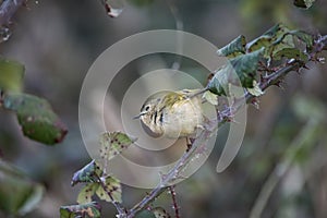 Beautiful tiny female Goldcrest Regukus Regulus bird perched in