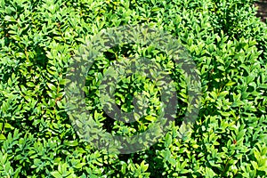 Beautiful tiny green leaves background. Small green leaves texture