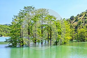 Beautiful tiny grove of swamp cypress trees growing in Sukko lake water. Scenic summer blue sky landscape. Sukko, Anapa, Russia