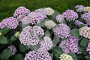 Beautiful and tiny light purple color of Bigleaf Hydrangea macrophylla Ayesha flowers photo