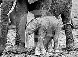 Beautiful Tiny Newborn elephant calf standing close to Mum for protection in South Luangwa, Zambia