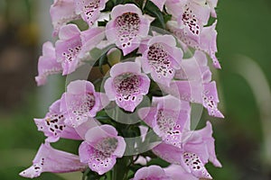 Beautiful tiny purple freckles of Mixed Cultivars Foxglove flower photo