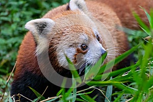 Beautiful tiny rare red panda in the forest