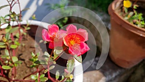 Beautiful tiny red flowers