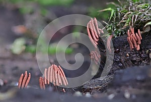 Beautiful tiny slime mold forest mushrooms macro close up photography