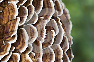 Beautiful tiny tinder mushroom,Trametes versicolor, Coriolus versicolor, grown on a tree.