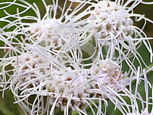 Beautiful tiny wild White flowers web