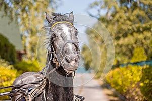 Beautiful tired harnessed black horse at autumn countryside