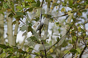 A beautiful tit which rests on a branch - Side view - France