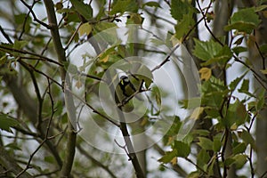 A beautiful tit which rests on a branch, with a verse in the beak. Front view