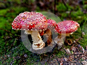 beautiful toadstools entice children to taste them. gastric lavage is necessary