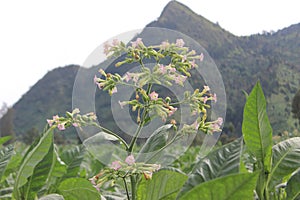 beautiful tobacco flower in temanggung central java  1