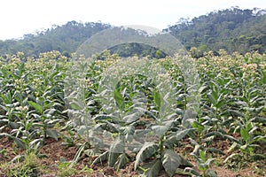 beautiful tobacco flower in temanggung central java  3