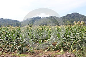 beautiful tobacco flower in temanggung central java  4 photo