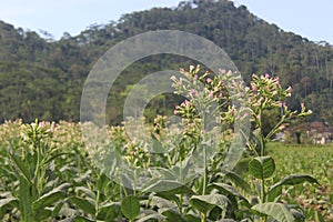 beautiful tobacco flower in temanggung central java  2 photo