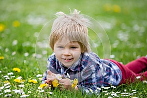 Beautiful toddler blond child, cute boy, lying in the grass in daisy and dandelions filed