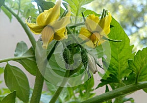 Beautiful Tomato fowers photo