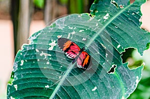 Tomato Heliconius Melponeme butterfly, lepidopteron photo