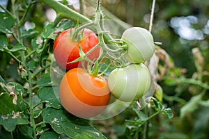 Beautiful tomatoes grown in a greenhouse