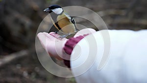 Beautiful tomtit pecking food from a female hand at autumn. Small titmouse eating meal from arm of young girl outdoor