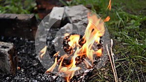 Beautiful tongues of fire on a background of  grass