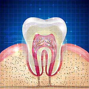 Beautiful tooth cross section